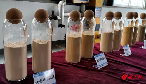 以生物科技赋能养殖业绿色转型 中粮菏泽发布大豆酶解蛋白 发酵豆粕新产品